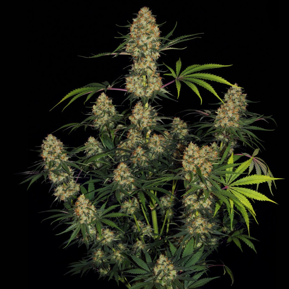 Семена  Ungurtas feminised Bang Seeds