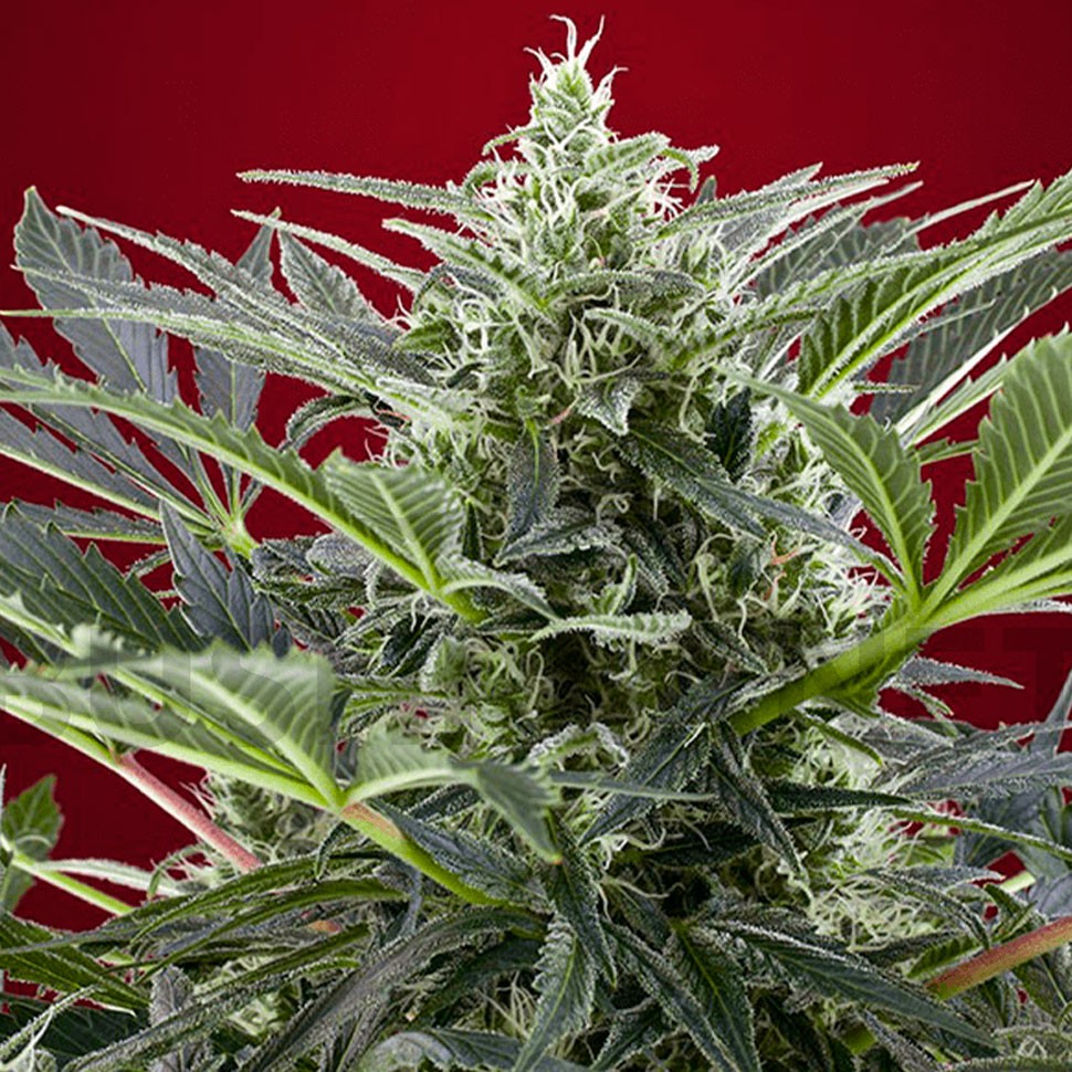 Семена ганжа  Cream 47 feminised Fast Version Ganja Seeds 