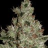 Семена ганжа  Cream 47 feminised Fast Version Ganja Seeds 