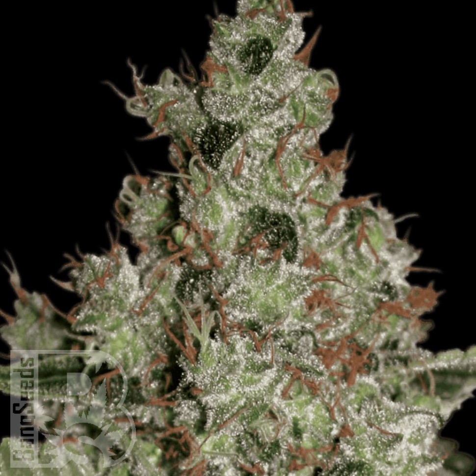 Семена ганжа  Cream 47 feminised Fast Version Ganja Seeds 