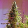 семена конопли из голландии Holy Grail feminised Ganja Seeds