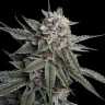 урбеч из семян конопли Holy Grail feminised Ganja Seeds