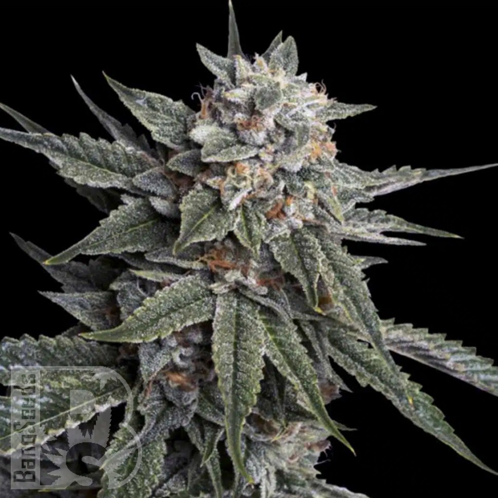 урбеч из семян конопли Holy Grail feminised Ganja Seeds