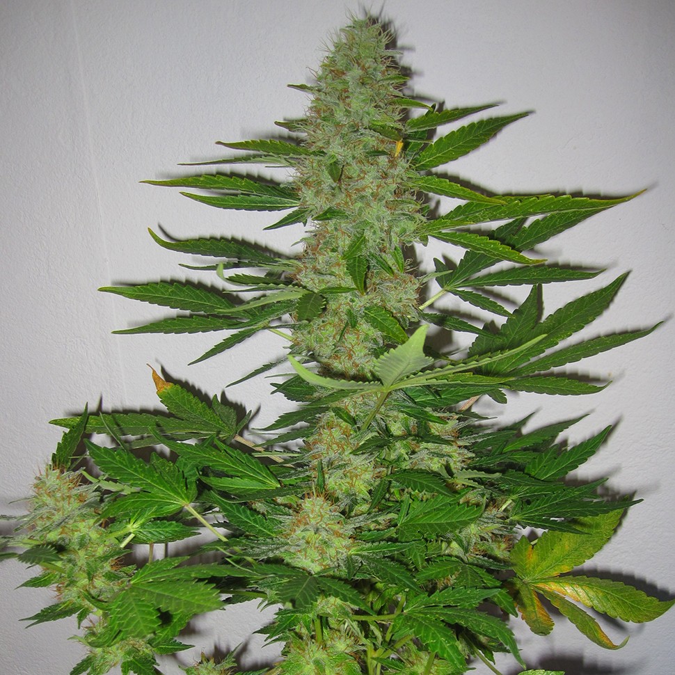 семена культурной конопли купить LSD regular Ganja Seeds