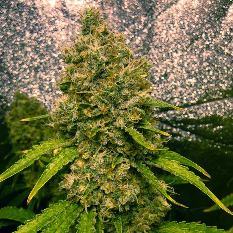 Семена марихуаны  Auto Jasybay feminised Bang Seeds