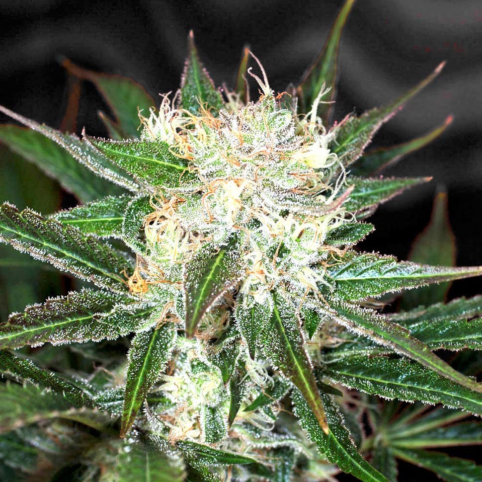 Семена ганжа  Big Devil feminised Ganja Seeds