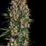 Семена ганжа  Big Devil feminised Ganja Seeds