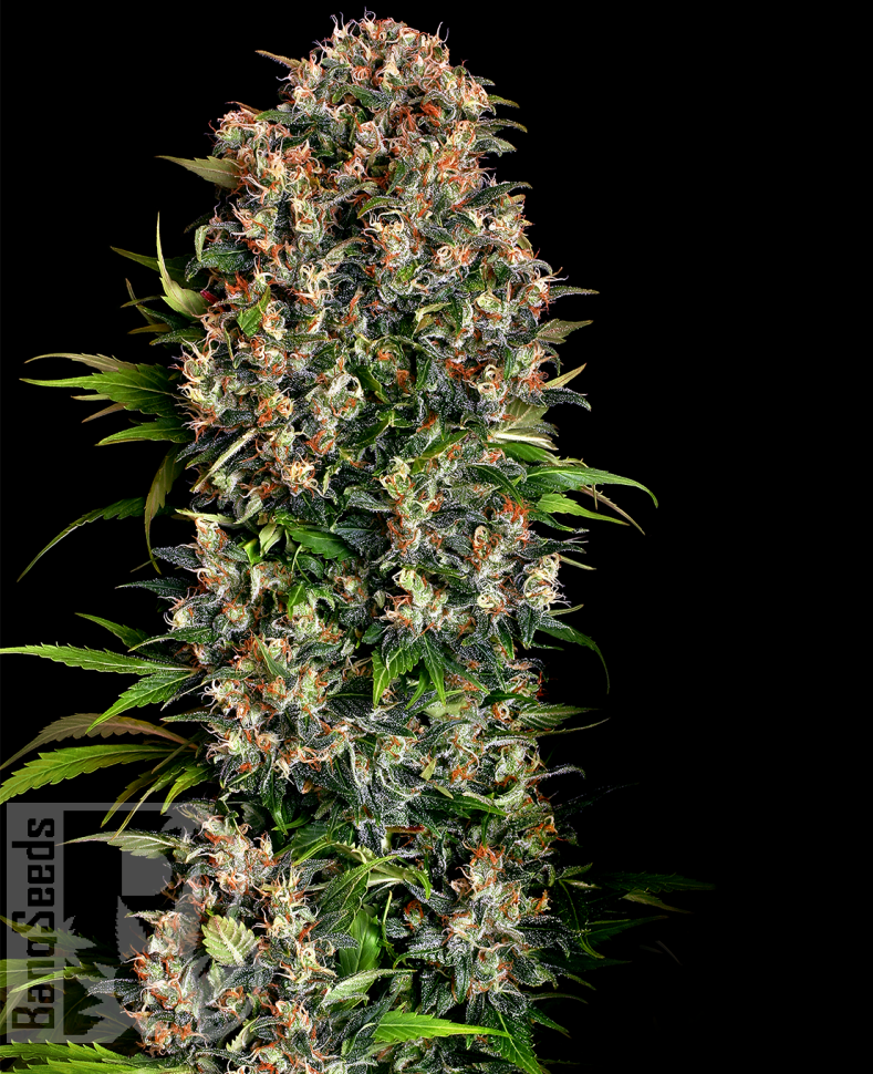 Семена ганжа  Big Devil feminised Ganja Seeds