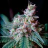 Семена конопли Cream Caramel feminised Ganja Seeds Fast Version