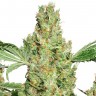 Семена  Super Skunk feminised Ganja Seeds