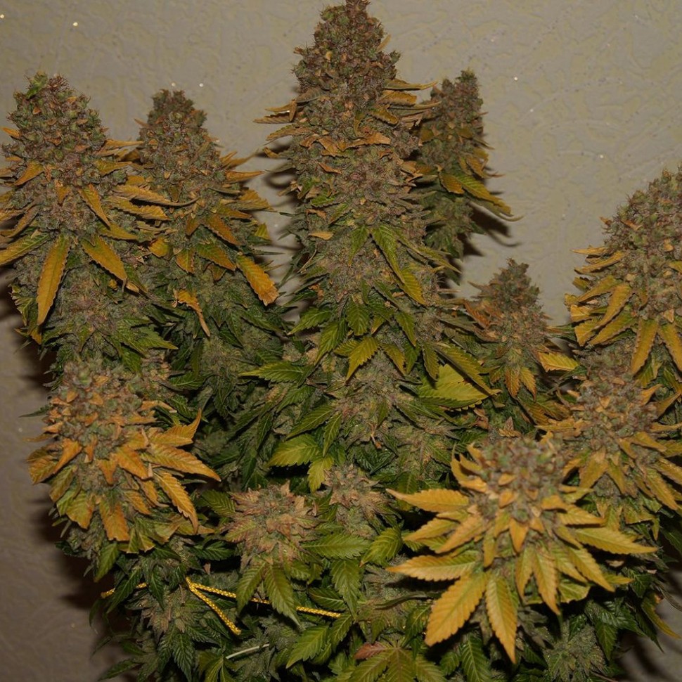 Семена каннабиса  G13 feminised Ganja Seeds