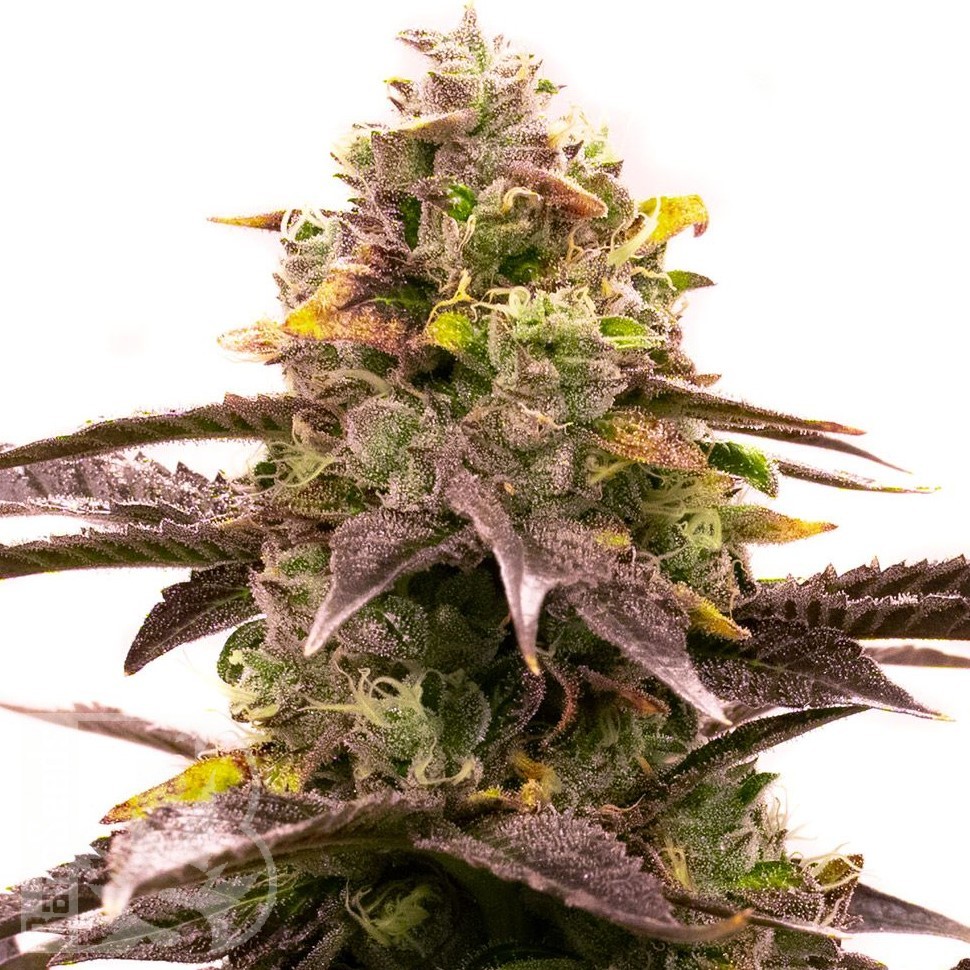 Семена марихуаны  White Diesel Haze feminised Ganja Seeds