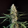 Семена марихуаны  White Diesel Haze feminised Ganja Seeds