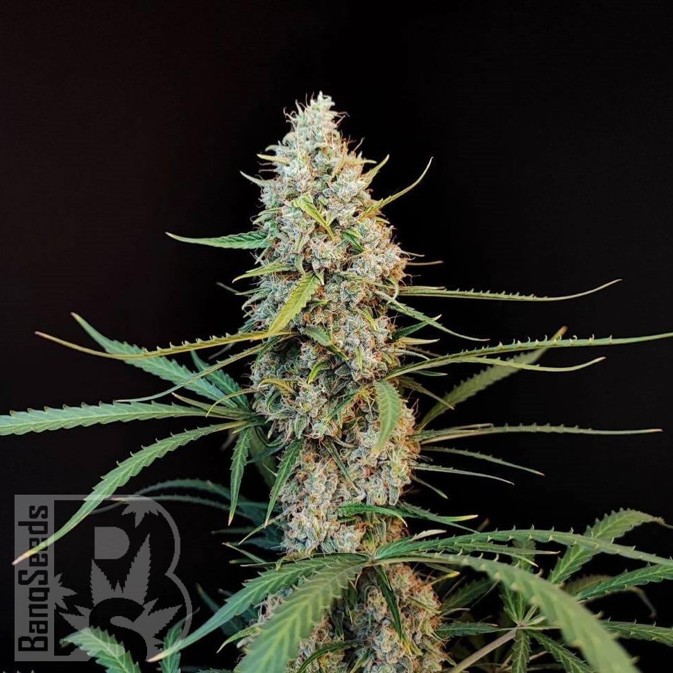 Семена марихуаны  White Diesel Haze feminised Ganja Seeds