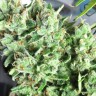 Семена ганжа  Point Of No Return x AK-47 (Powerful) regular Ganja Seeds