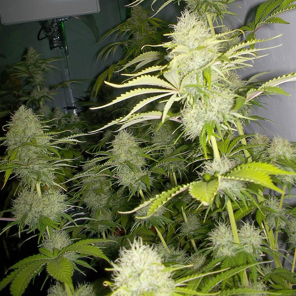 Семена каннабиса  Auto Kaindy feminised Bang Seeds