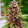 Семена ганжа  Lavender feminised Ganja Seeds