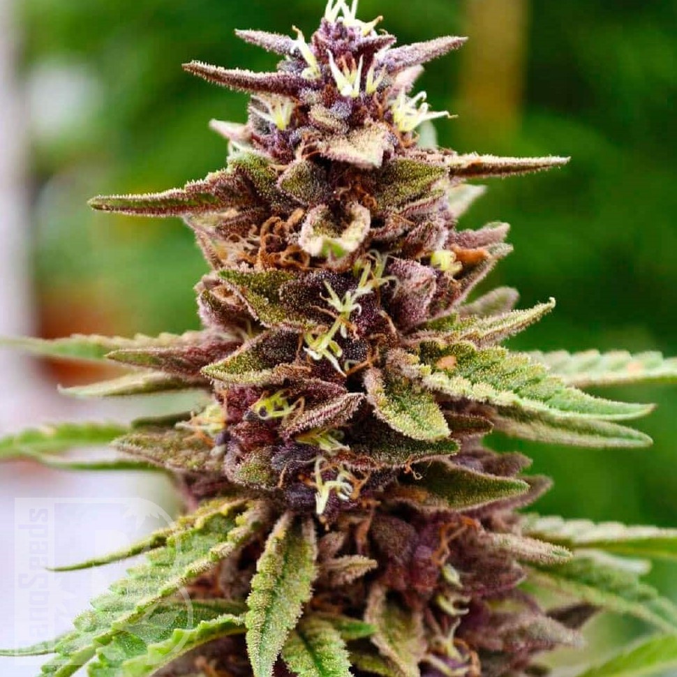 Семена ганжа  Lavender feminised Ganja Seeds