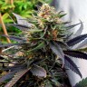 Семена ганжа  Lavender feminised Ganja Seeds