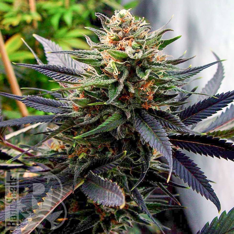 Семена ганжа  Lavender feminised Ganja Seeds