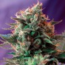 Качественные семена конопли Jack 47 feminised Ganja Seeds Fast Version