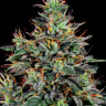 купить семена конопли недорого Master Kush feminised Ganja Seeds