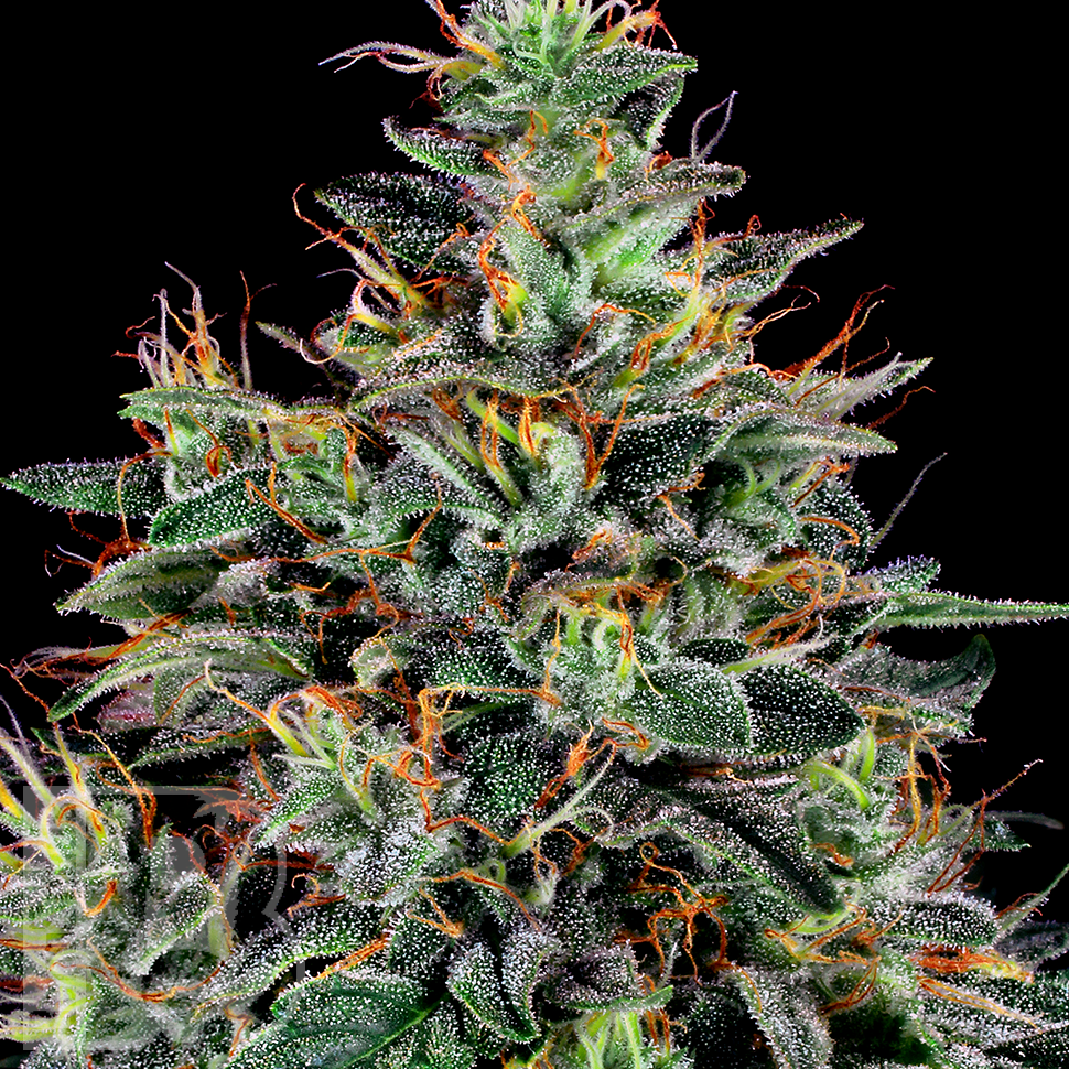 Семена  Master Kush feminised Ganja Seeds