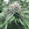 какие семена конопли Master Kush feminised Ganja Seeds