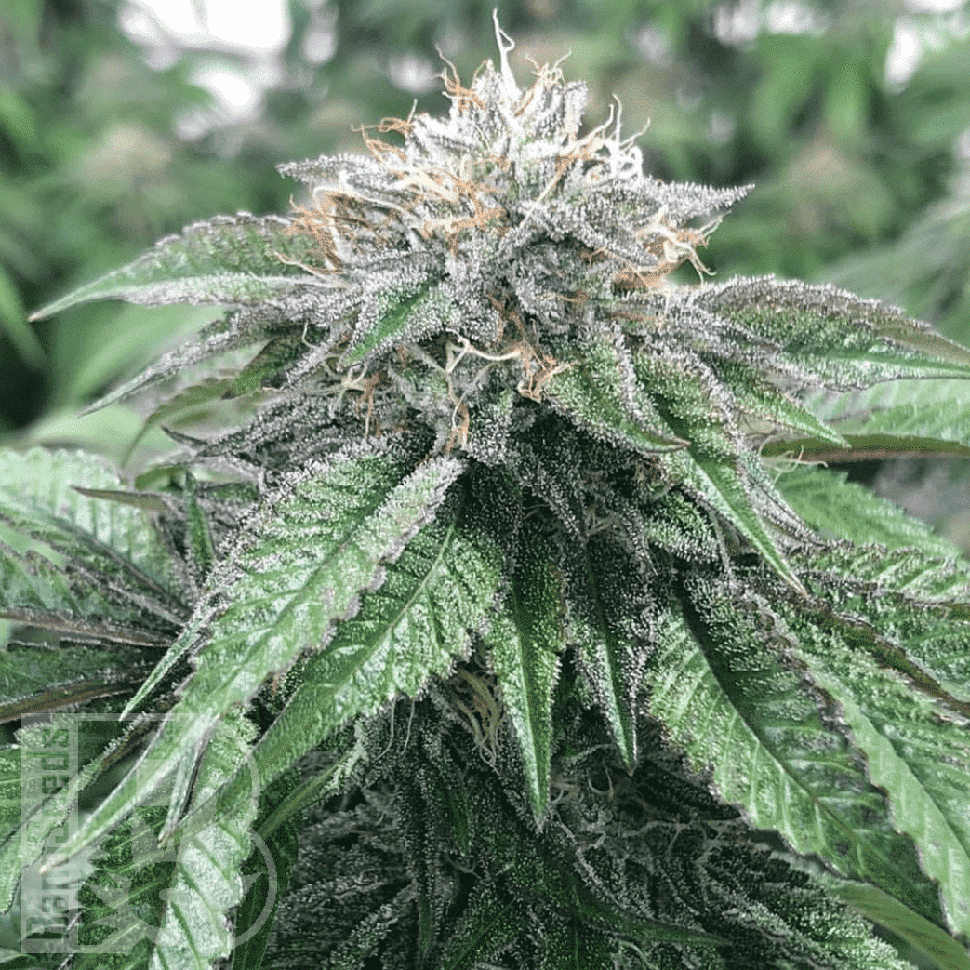 какие семена конопли Master Kush feminised Ganja Seeds