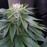 семена конопли оптом Master Kush feminised Ganja Seeds