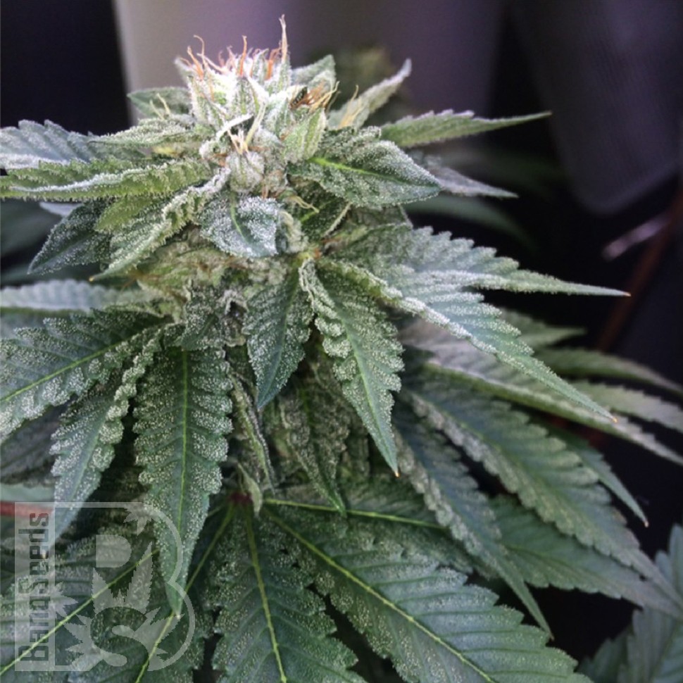 семена конопли оптом Master Kush feminised Ganja Seeds