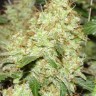 семена конопли свойства Master Kush feminised Ganja Seeds