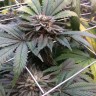 продам семена конопли Master Kush feminised Ganja Seeds