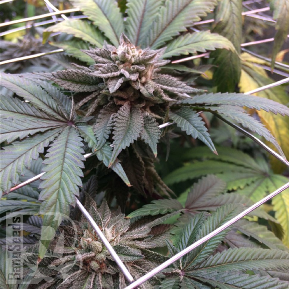 продам семена конопли Master Kush feminised Ganja Seeds