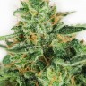 купить семена конопли наложенным платежом Master Kush feminised Ganja Seeds