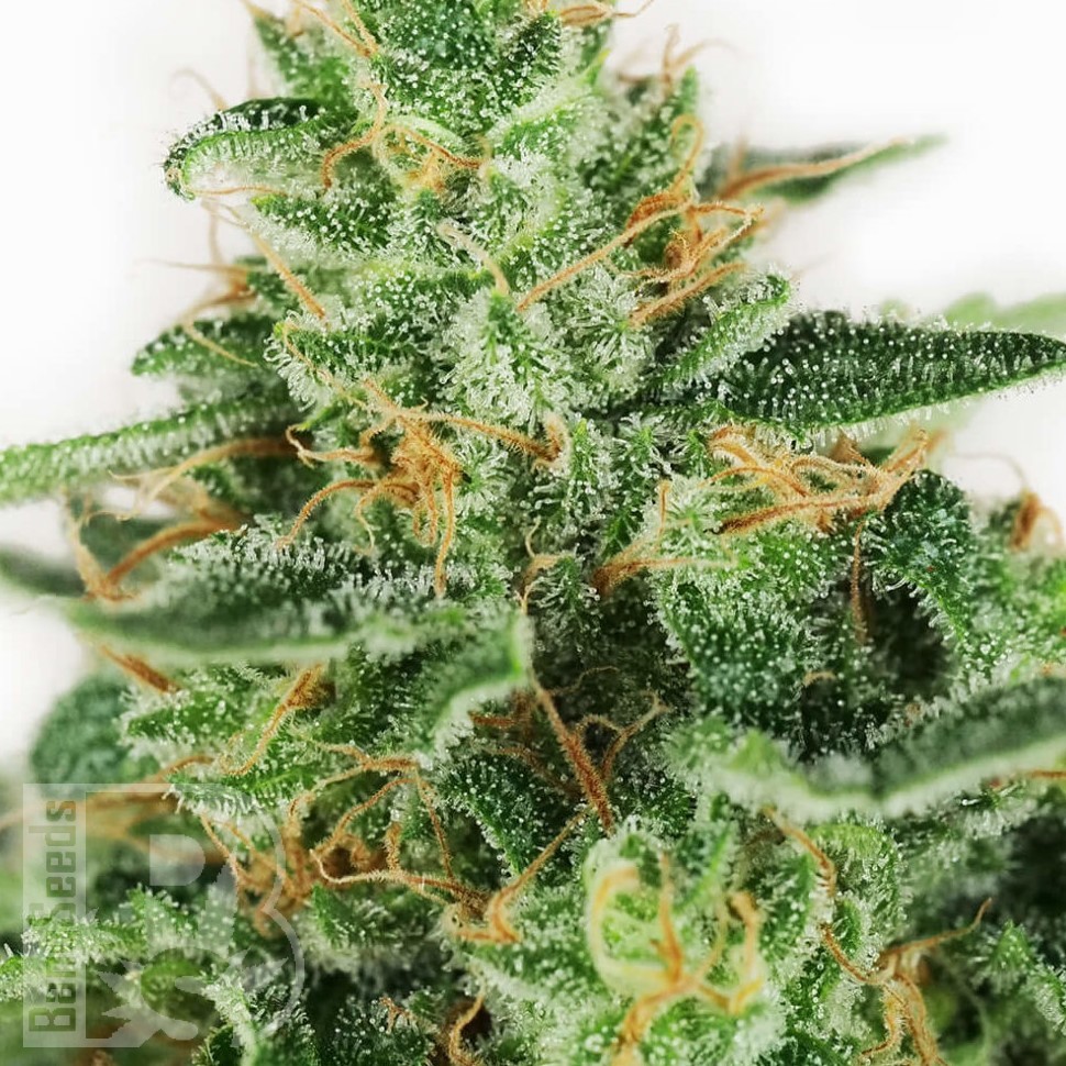 купить семена конопли наложенным платежом Master Kush feminised Ganja Seeds