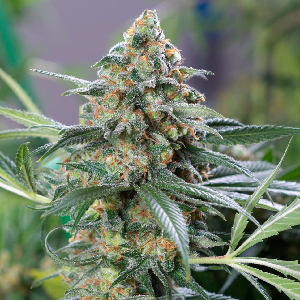 Семена конопли  OG Kush feminised Ganja Seeds