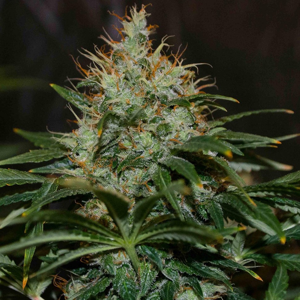 Семена  Nibiru regular Ganja Seeds