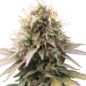 Семена конопли  Auto Sweet Cheese feminised Ganja Seeds