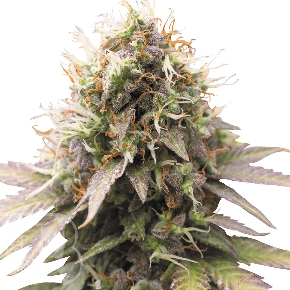 Семена конопли  Auto Sweet Cheese feminised Ganja Seeds