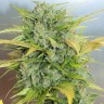 Семена конопли  Auto Sweet Cheese feminised Ganja Seeds