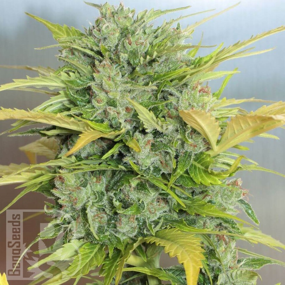 Семена конопли  Auto Sweet Cheese feminised Ganja Seeds