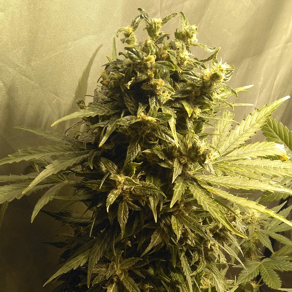 Семена ганжа  Point of No Return x Lowryder (Point) regular Ganja Seeds