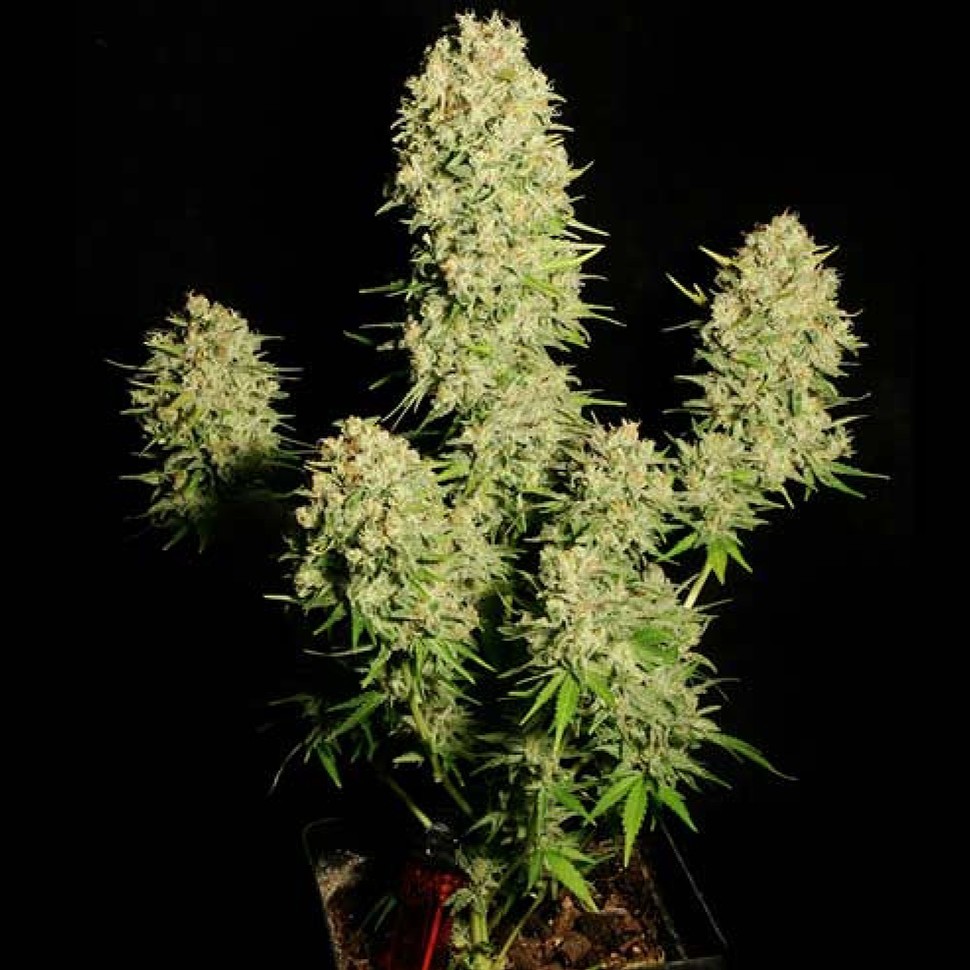 Семена  Auto Chronic feminised Ganja Seeds