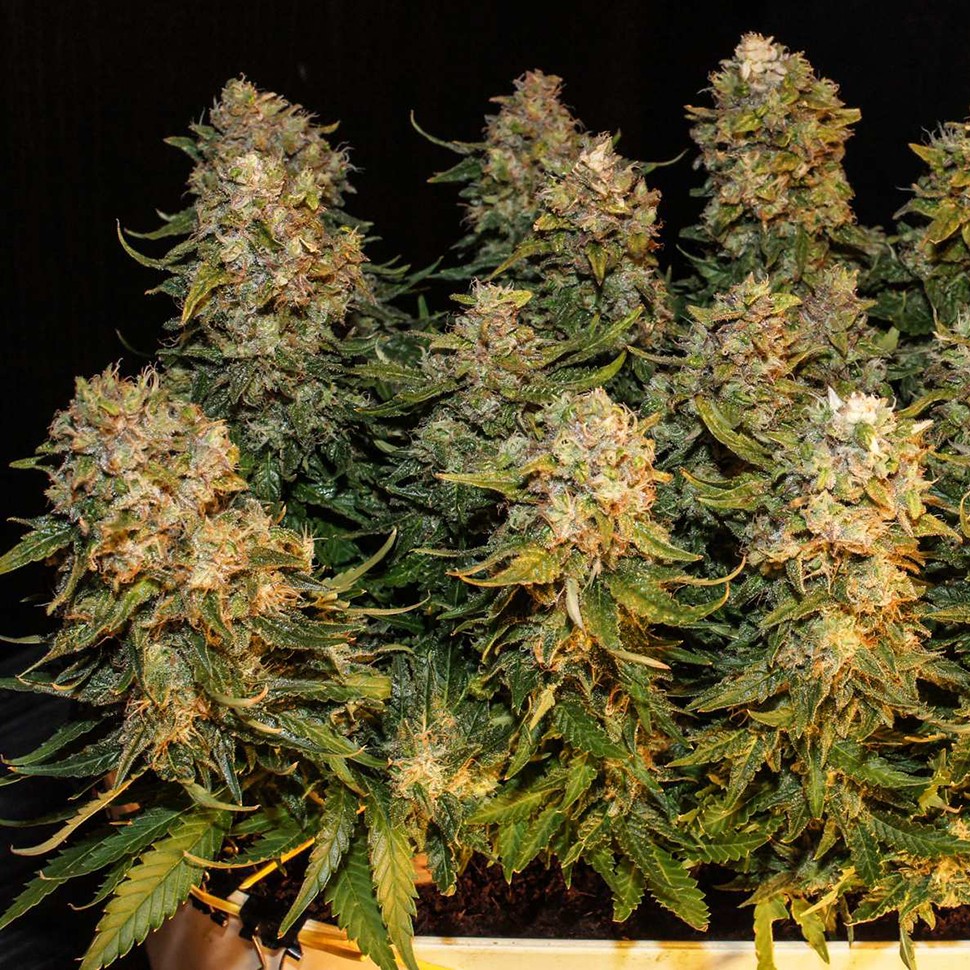 Семена конопли  Auto Karatal feminised Bang Seeds