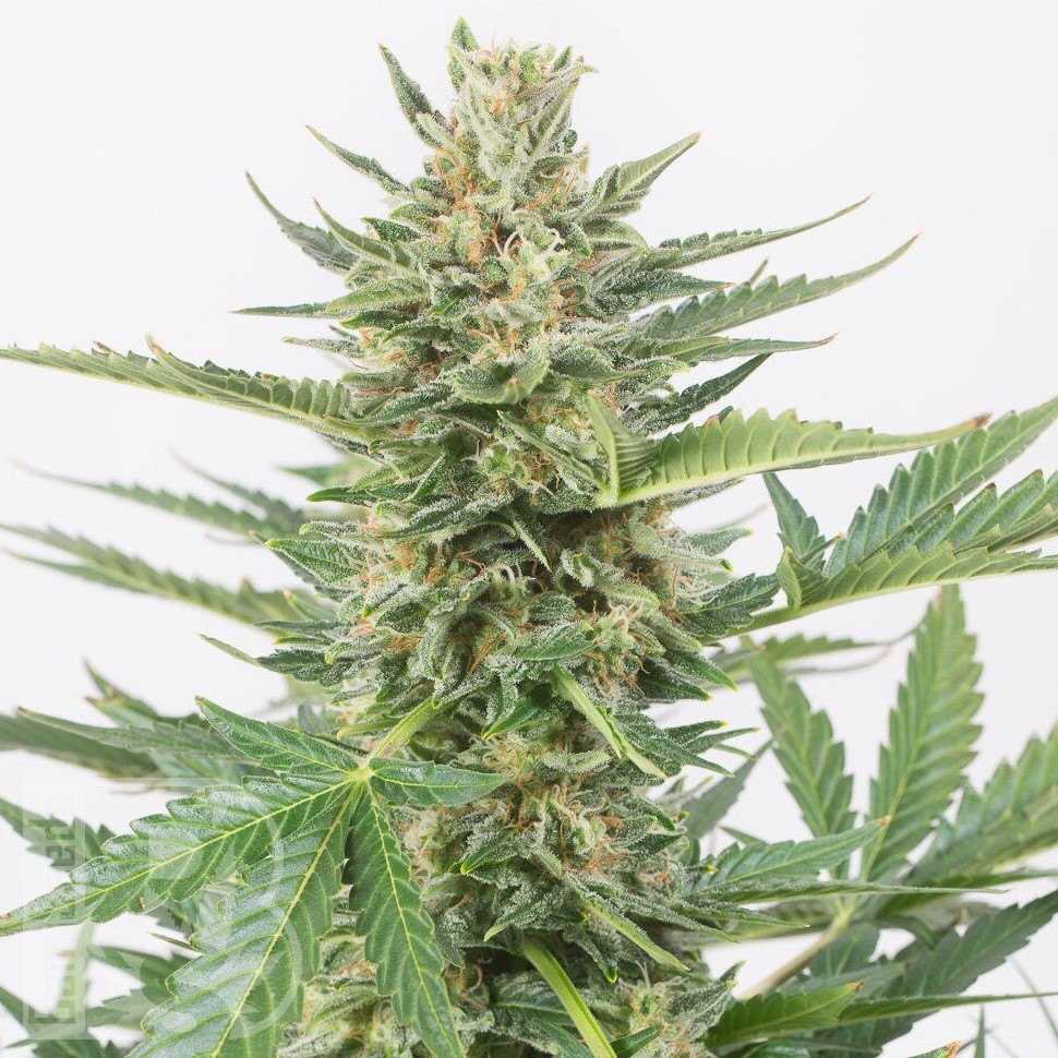 Семена конопли  Auto Karatal feminised Bang Seeds