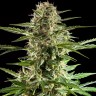 Семена конопли  Auto Karatal feminised Bang Seeds