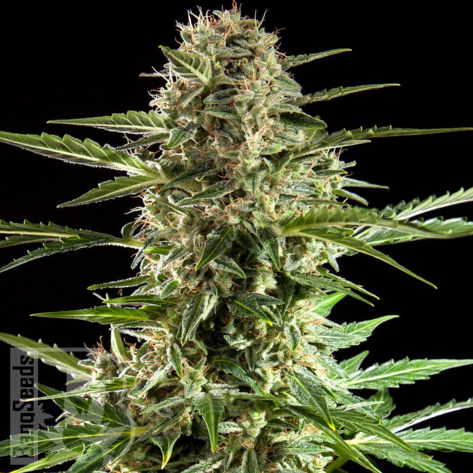 Семена конопли  Auto Karatal feminised Bang Seeds