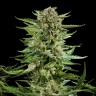 Семена конопли  Auto Karatal feminised Bang Seeds