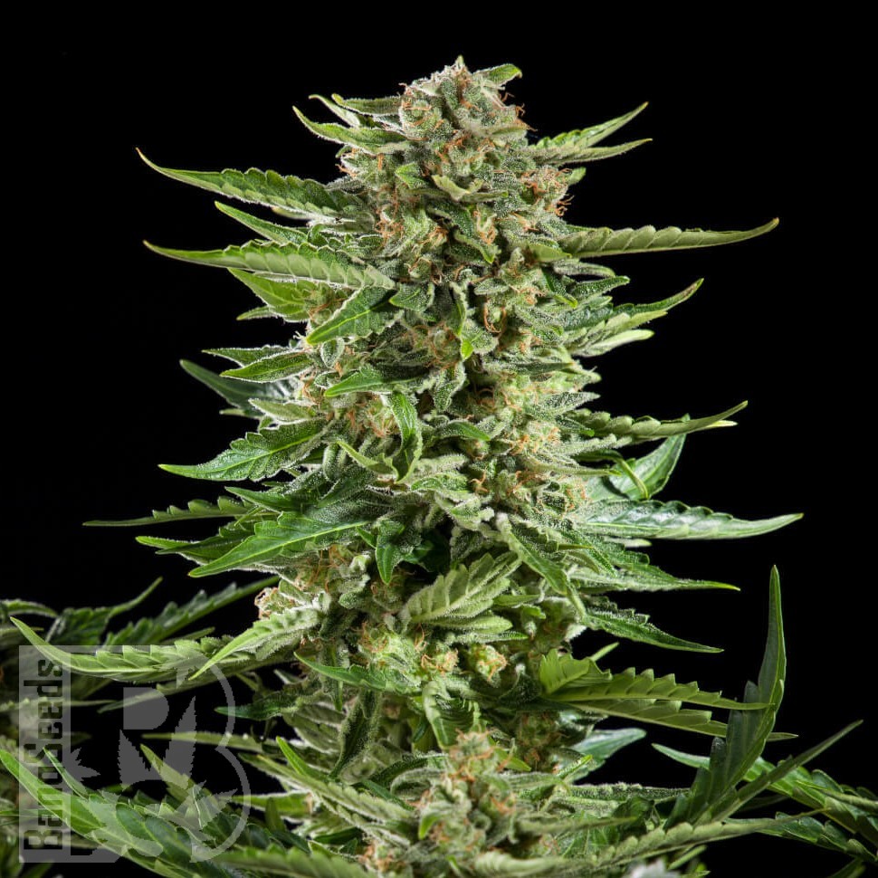 Семена конопли  Auto Karatal feminised Bang Seeds